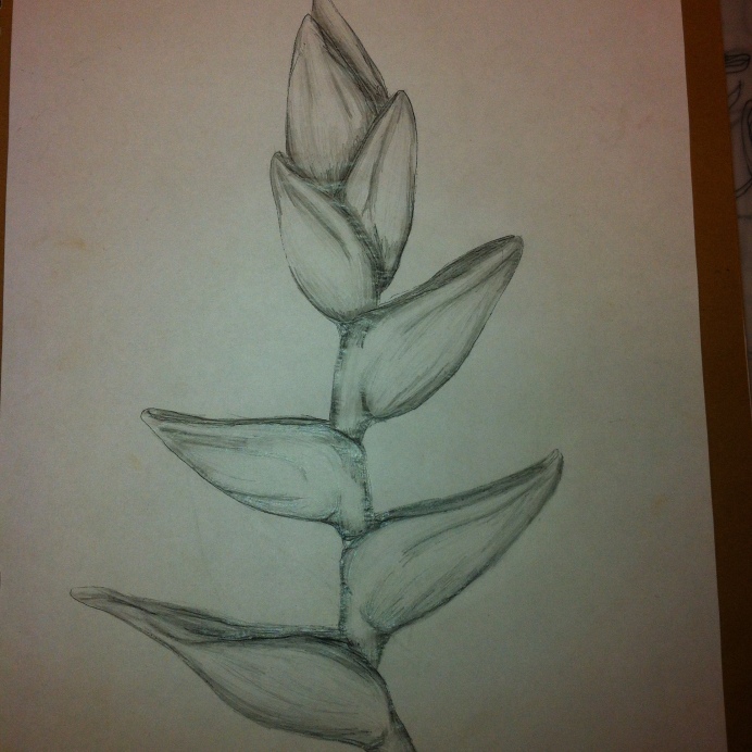 Heliconias Plant greyscale sketch