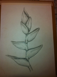 Pencil drawing of the Heliconias plant