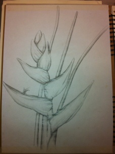 Another variation of the heliconias plant drawn in pencil