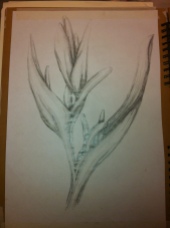 Another Heliconias plant sketched in pencil